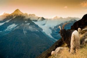 Valais black-necked goat above the Täsch hut near Zermatt, view in the direction of Weißhorn Valais black-necked goat above the Täsch hut near Zermatt, view in the direction of Weißhorn